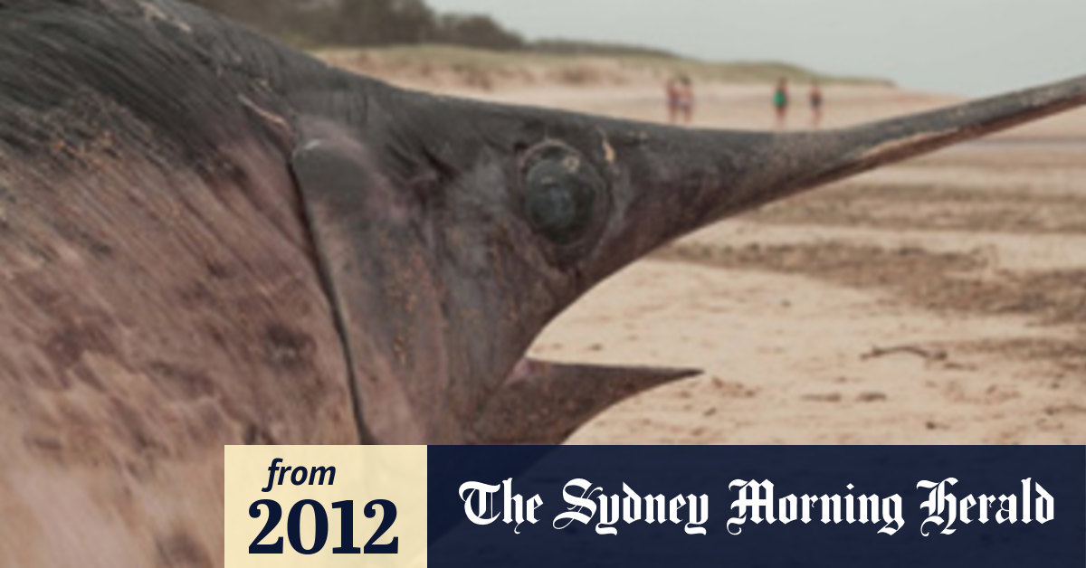 Swordfish death a mystery